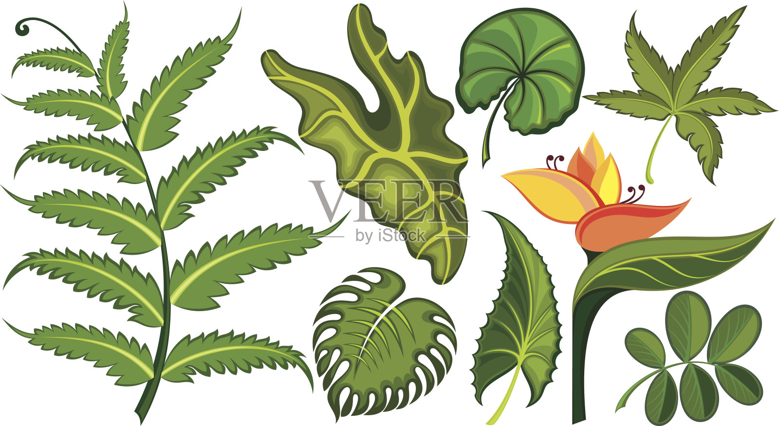 一组热带的叶子和花插画图片素材