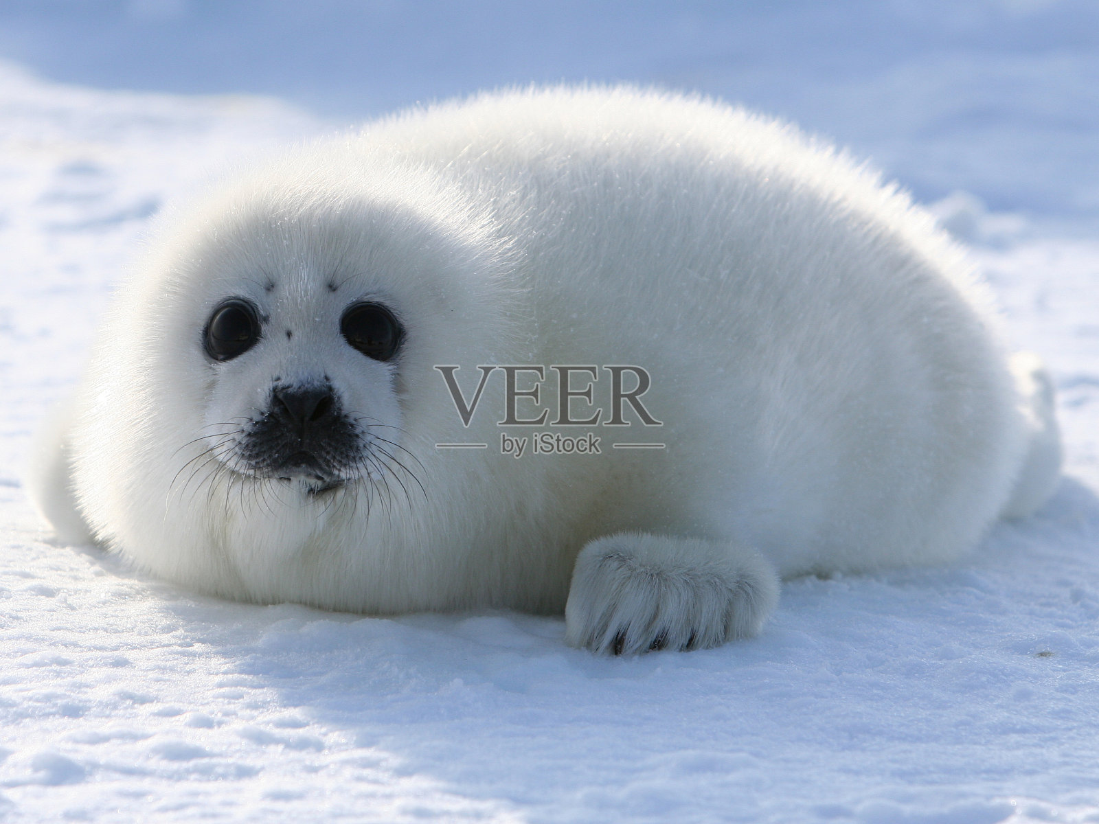 格陵兰海豹幼崽照片摄影图片