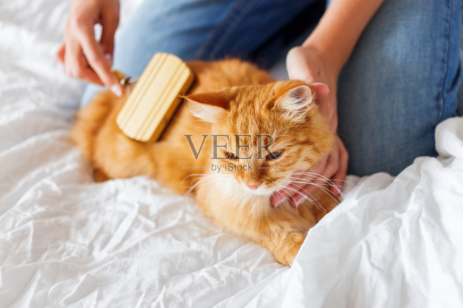 一个女人给一只打瞌睡的猫梳毛。照片摄影图片