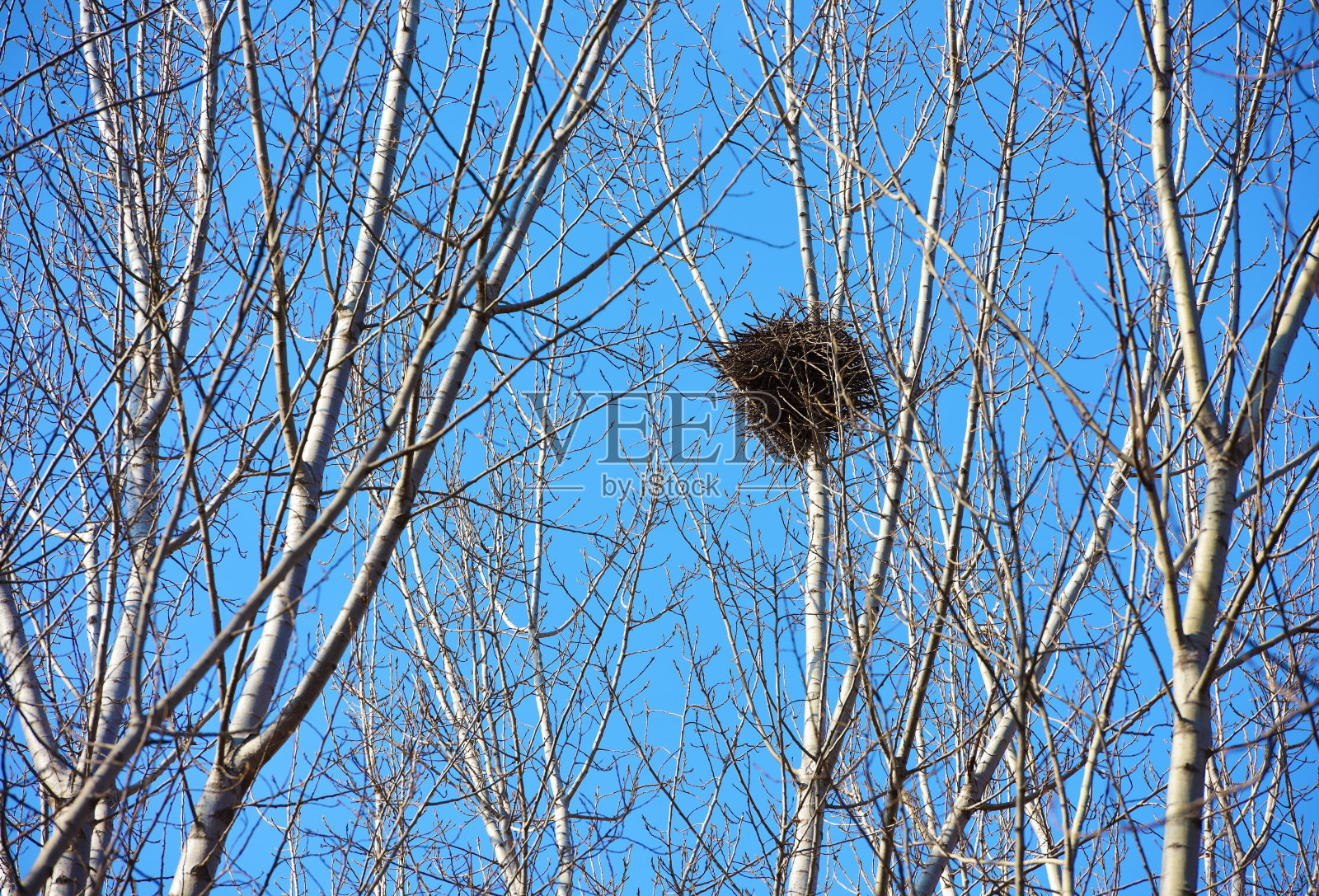 鸟儿在阳光和蓝天的白枝上筑巢。照片摄影图片