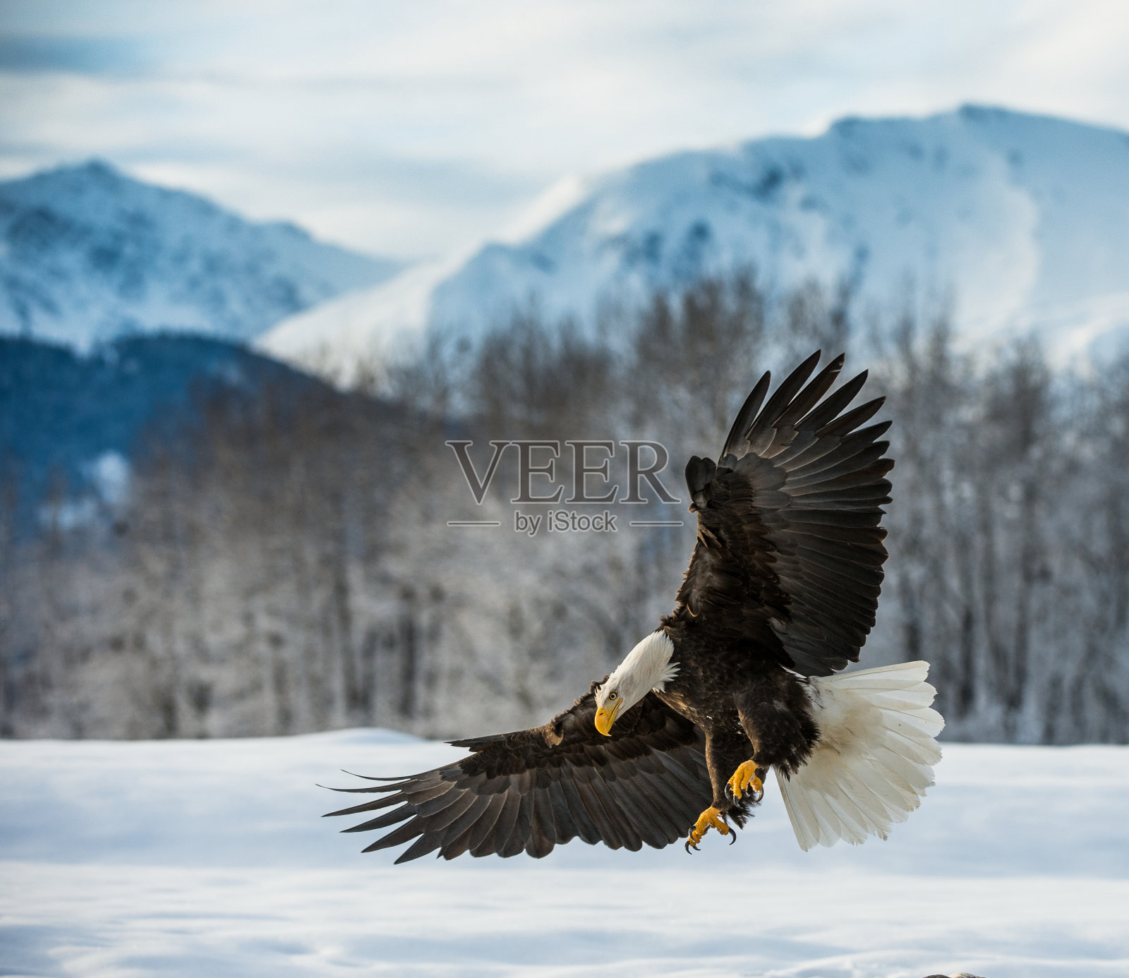 秃鹰降落在雪地上照片摄影图片
