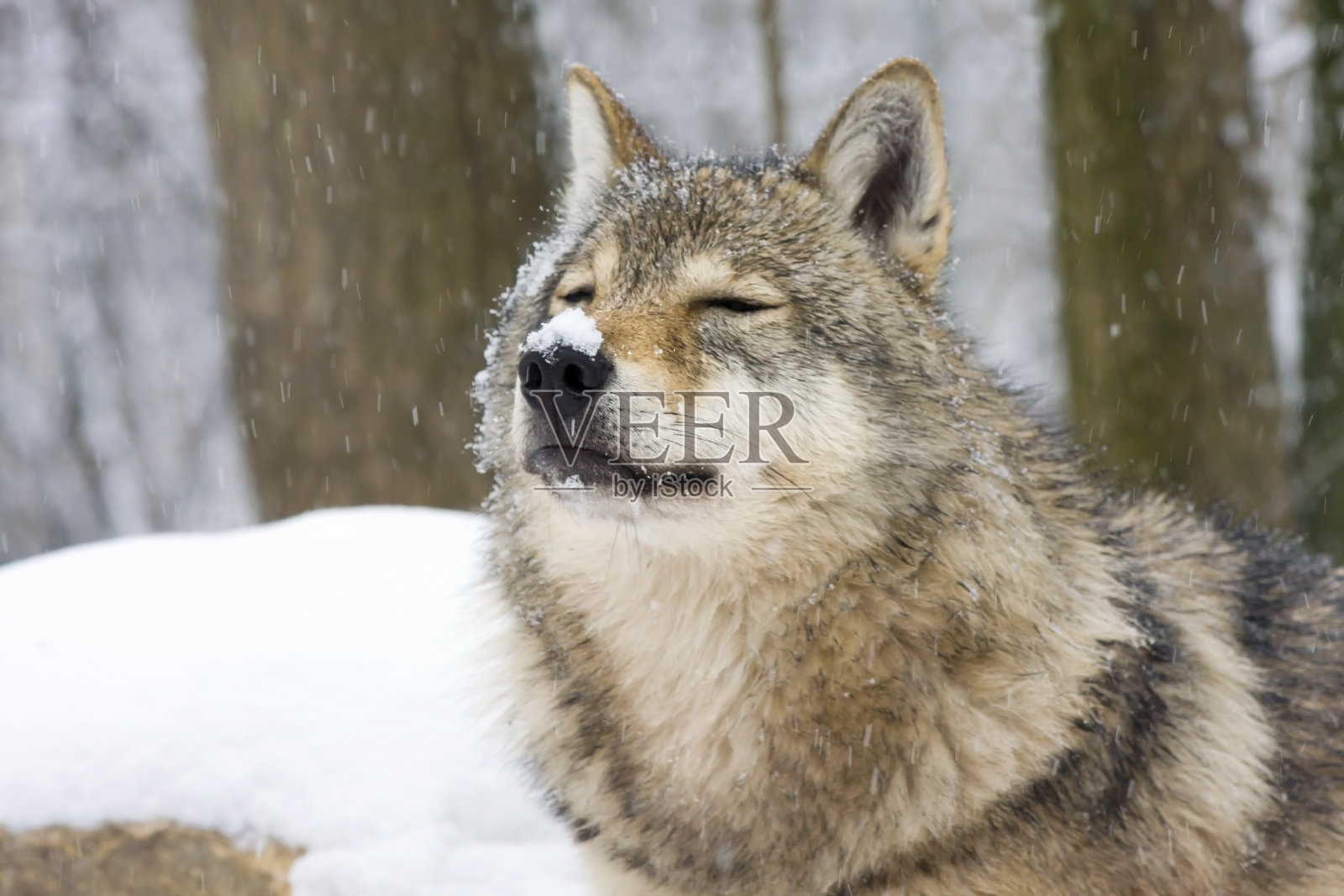 冬天有灰狼照片摄影图片