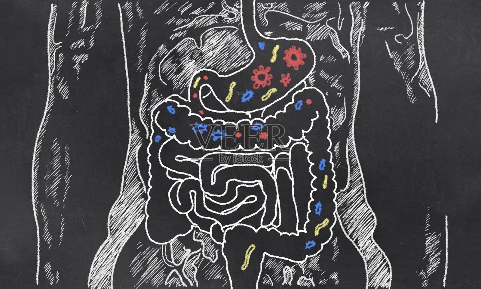 肠道细菌草图照片摄影图片