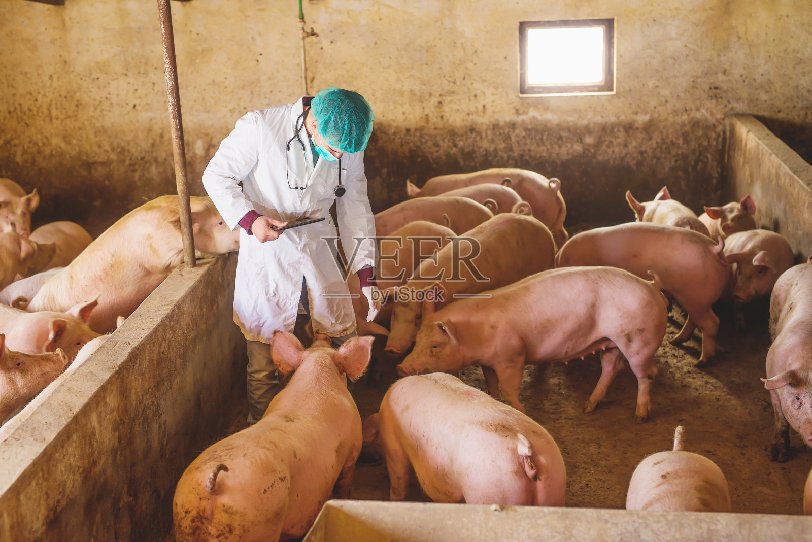 兽医在猪圈检查猪。照片摄影图片