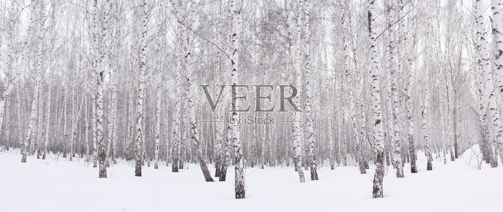 冬天的白桦树林照片摄影图片
