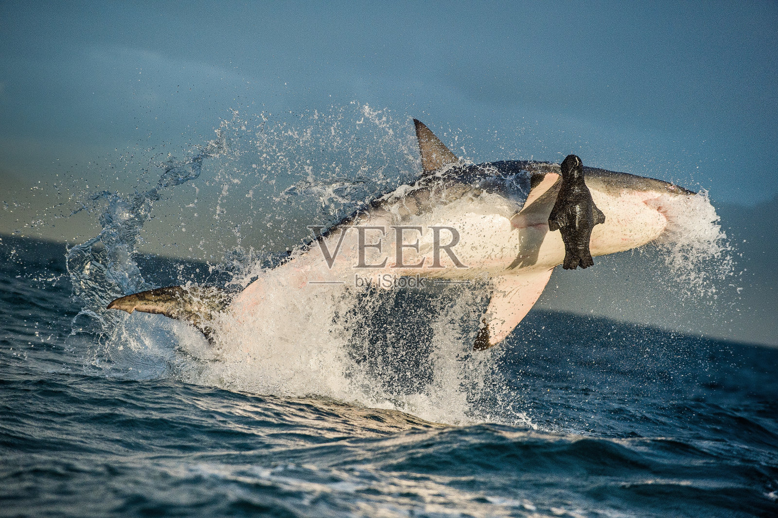 大白鲨照片摄影图片