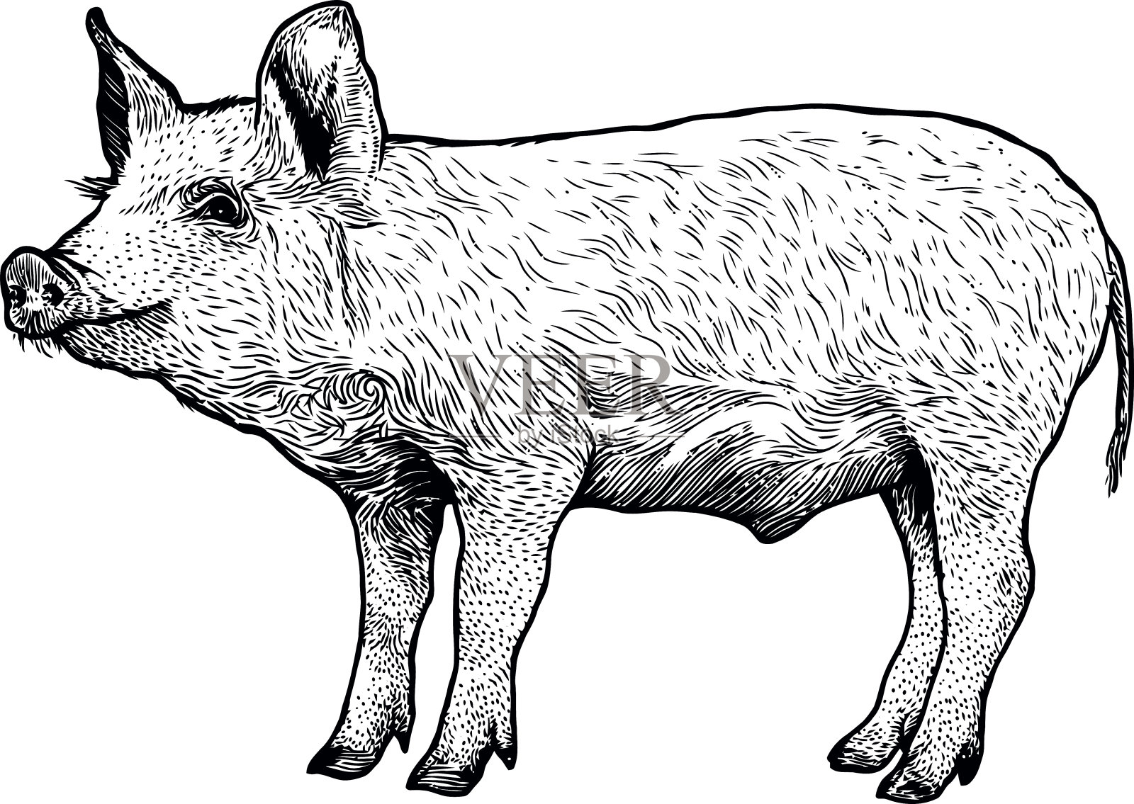 猪的插画，绘画，雕刻，线条艺术，写实插画图片素材