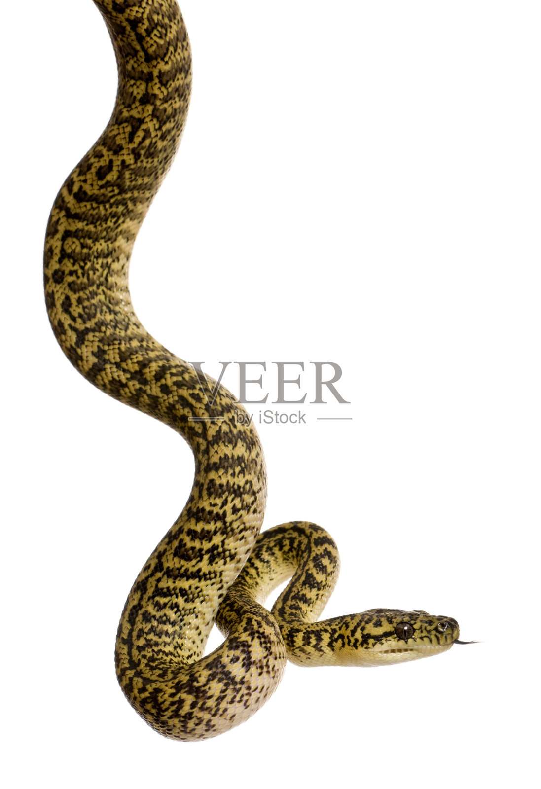 白背蛇，蟒蛇亚种照片摄影图片