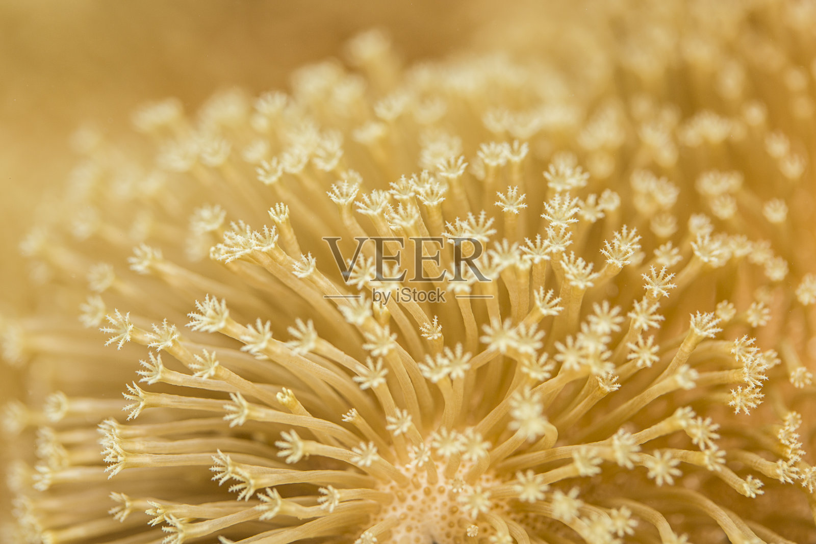 伞菌蘑菇皮珊瑚照片摄影图片