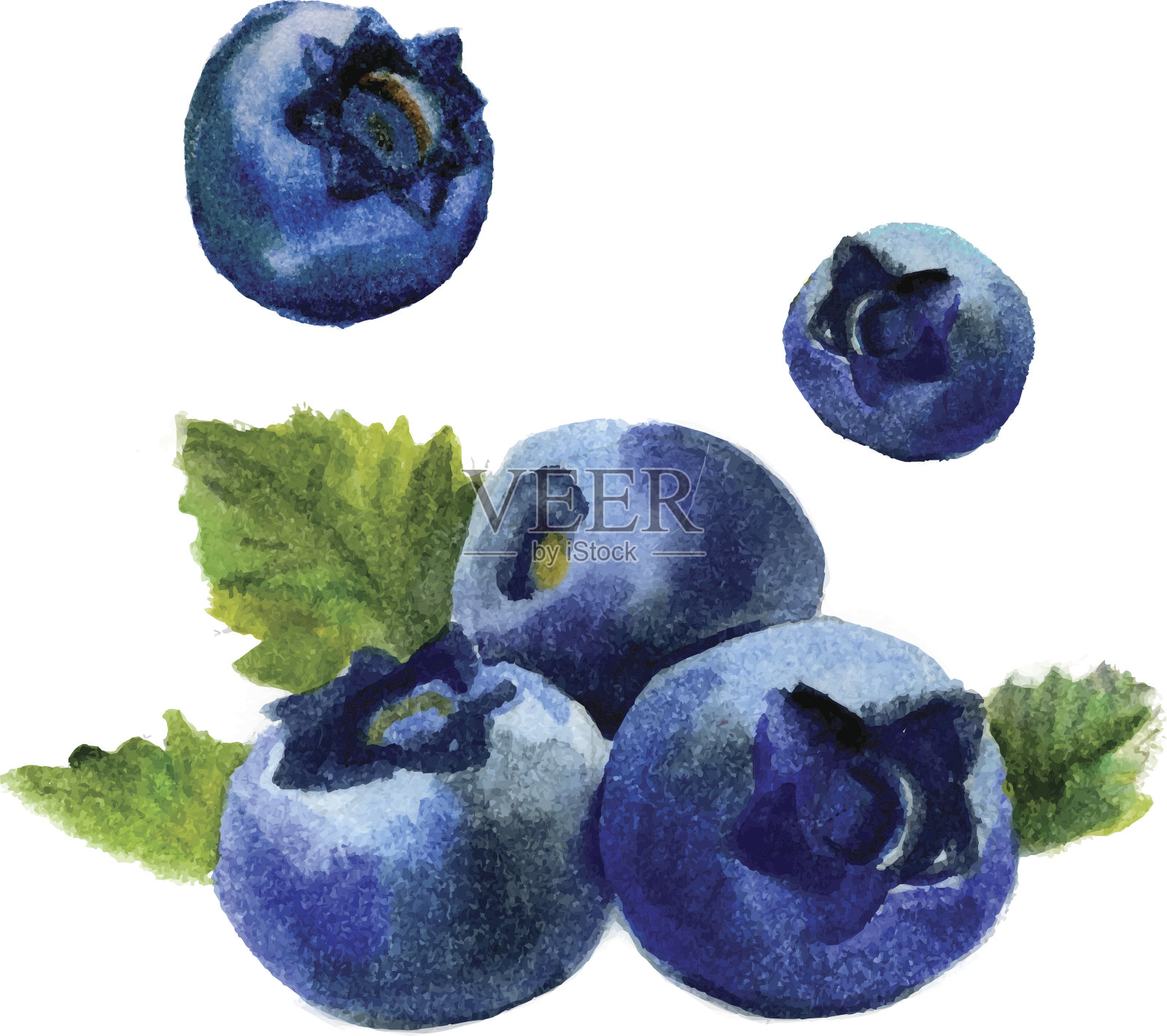 水彩蓝莓孤立插画图片素材