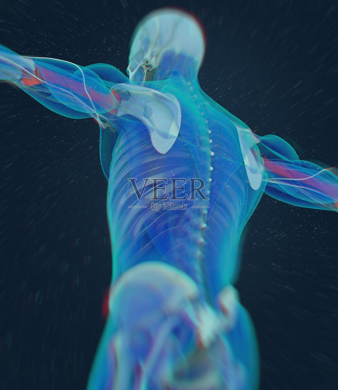 肱骨，人体解剖学，骨骼系统。3 d演示。插画图片素材