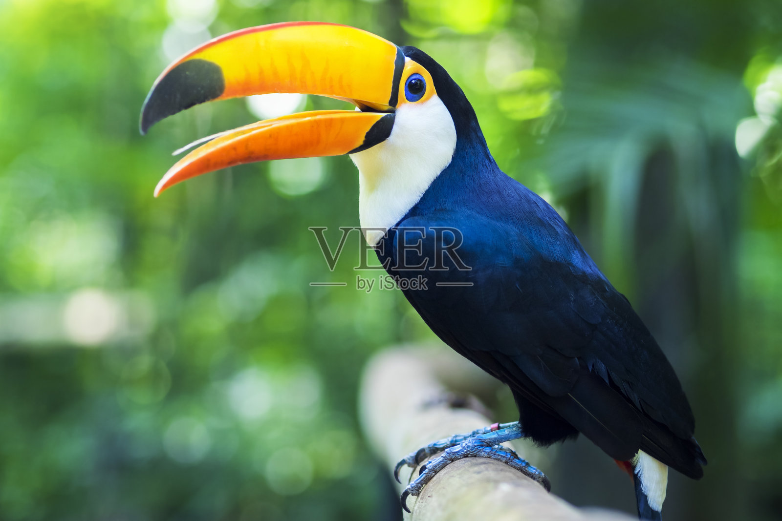 奇异的巨嘴鸟在自然环境，Foz do Iguacu，巴西照片摄影图片