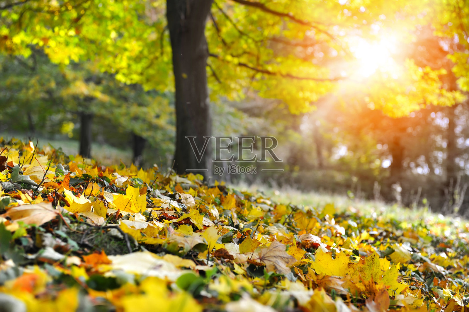 地上的枫叶在一片美丽的秋林里照片摄影图片