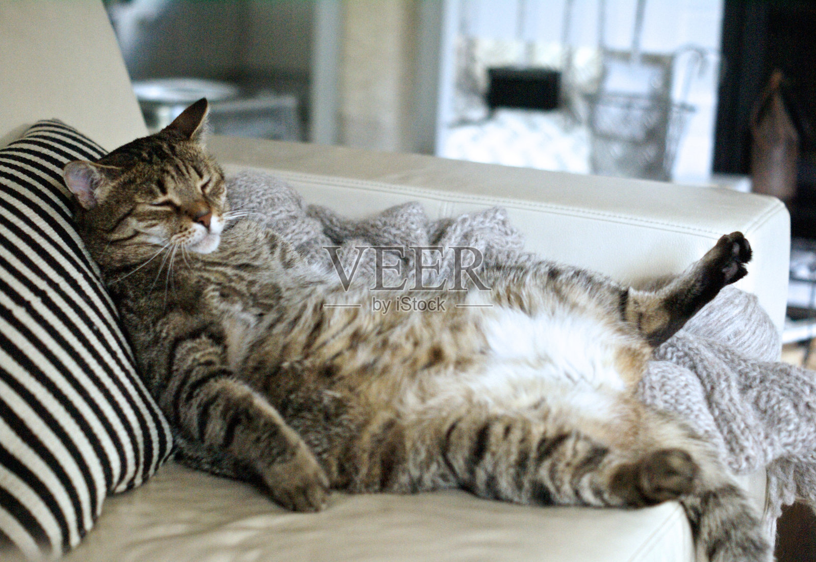 懒懒的肥猫睡在沙发上照片摄影图片