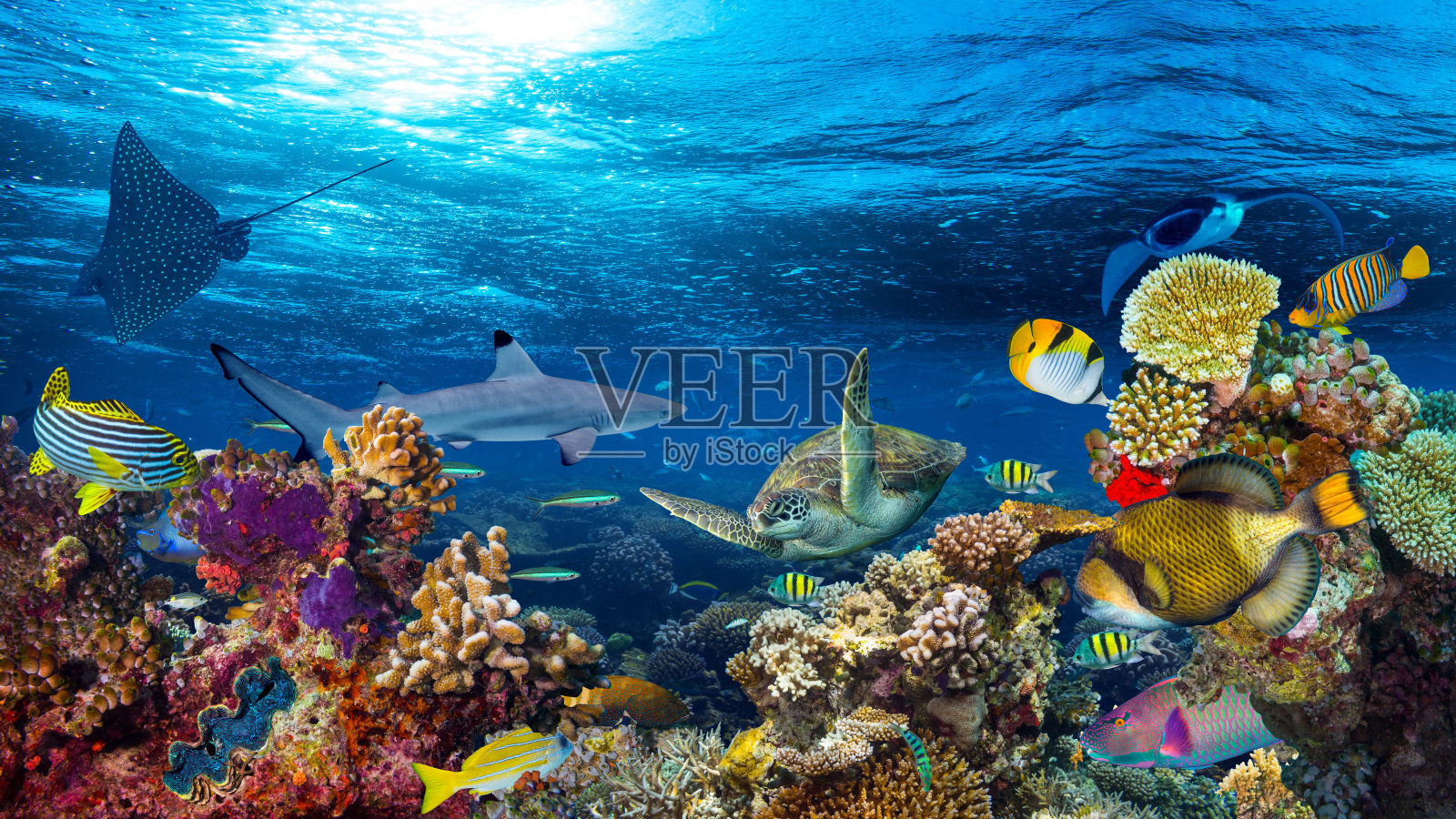 水下珊瑚礁景观照片摄影图片