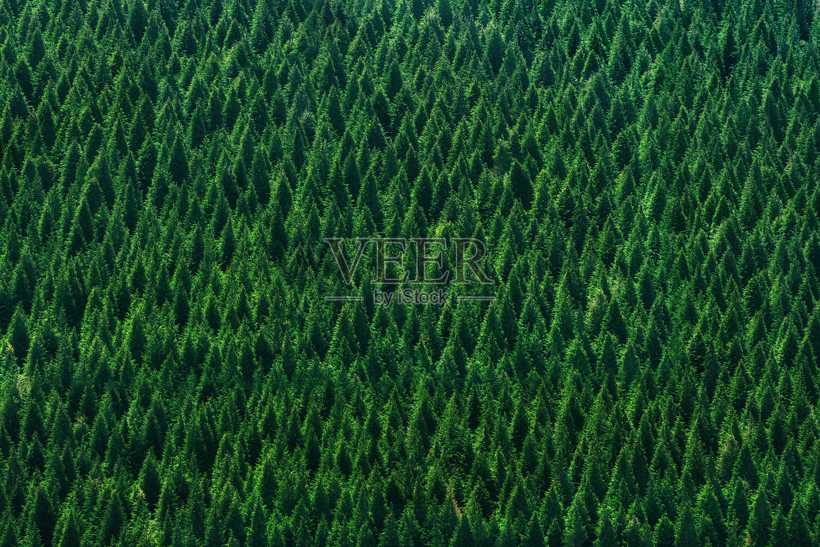 森林的背景与树木图案照片摄影图片