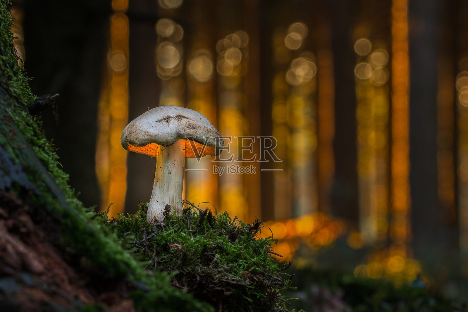 森林中的蘑菇照片摄影图片