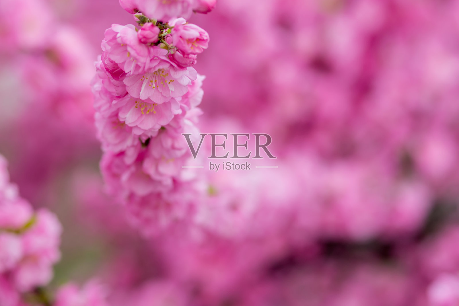 樱花或樱花与美丽的自然背景照片摄影图片