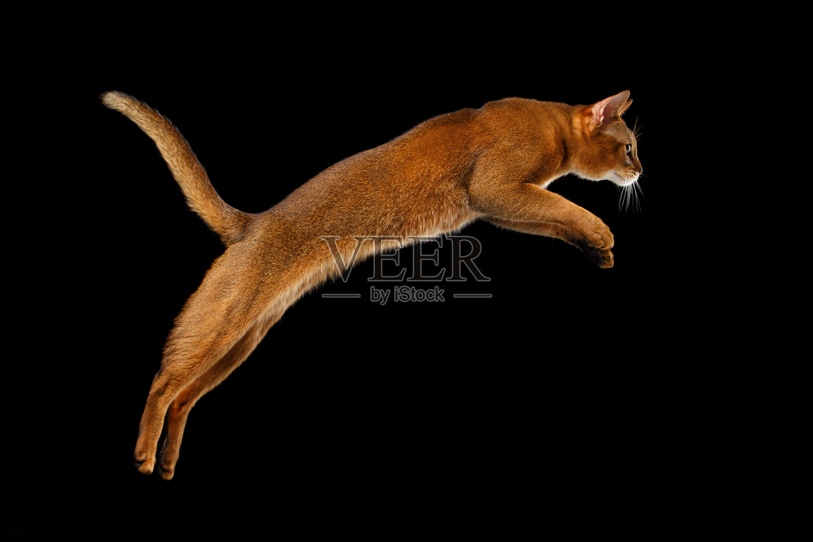 特写跳跃阿比西尼亚猫孤立在黑色背景的轮廓照片摄影图片