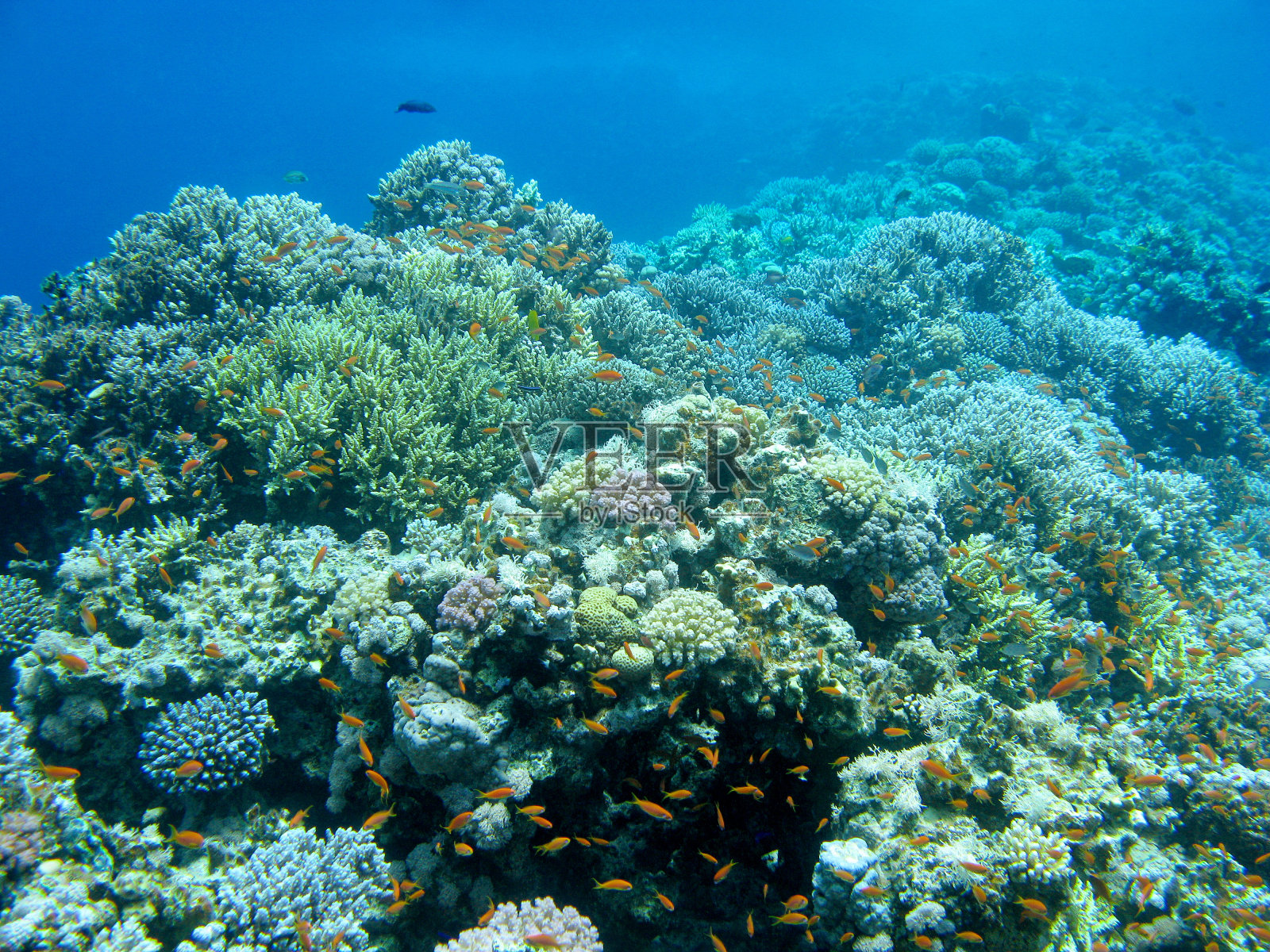 热带海洋，水下的彩色珊瑚礁照片摄影图片