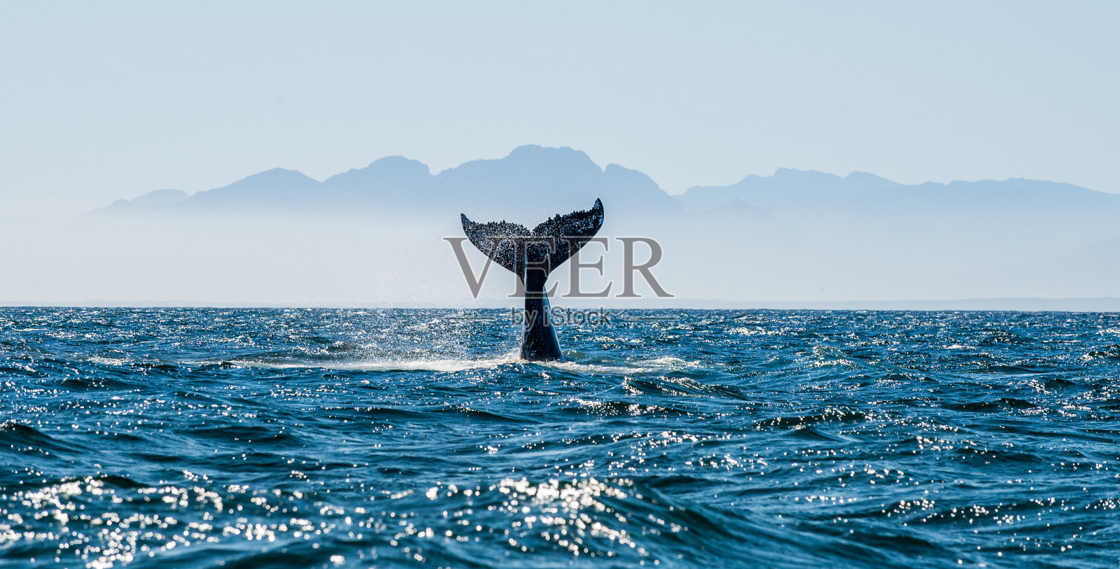 有鲸鱼尾巴的海景。照片摄影图片