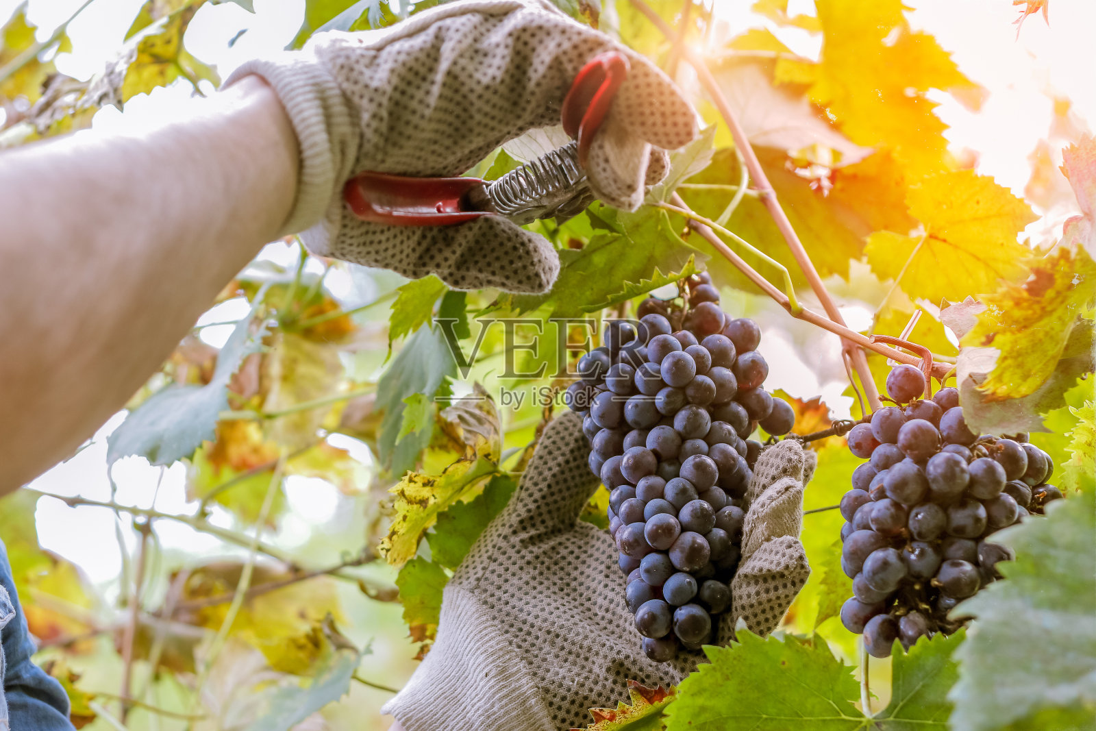 收获葡萄酒的农民在采摘葡萄照片摄影图片