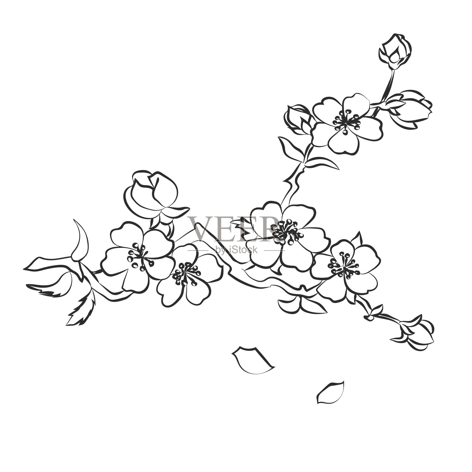 嫩枝樱花插画图片素材