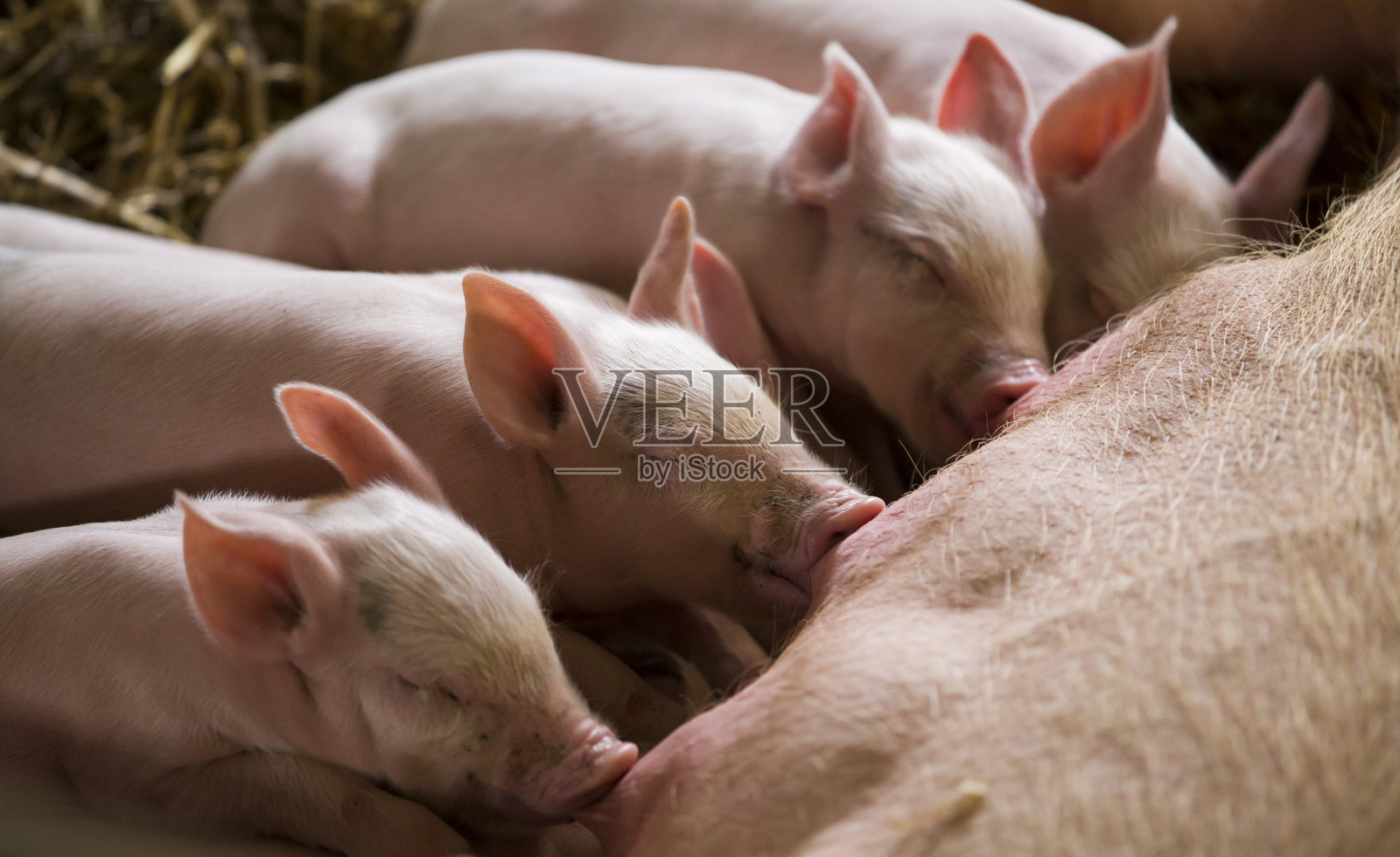 成年母猪喂养的仔猪照片摄影图片
