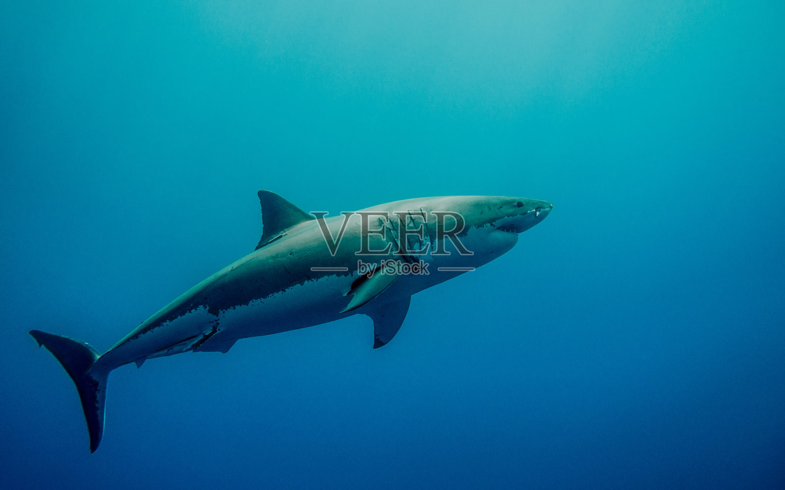 蓝色海洋里有标记的大白鲨照片摄影图片