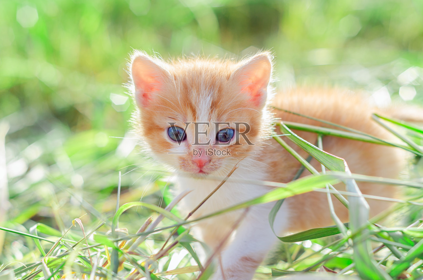 红色小猫在绿色的草地上照片摄影图片