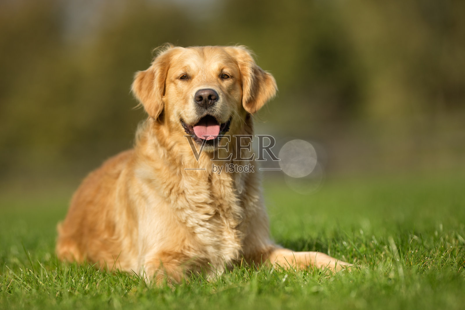 金毛猎犬的狗照片摄影图片