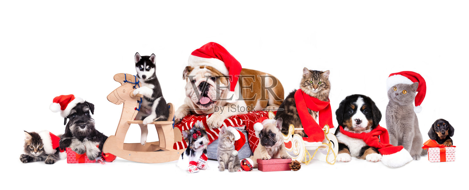 狗，猫和小猫们戴着圣诞帽照片摄影图片