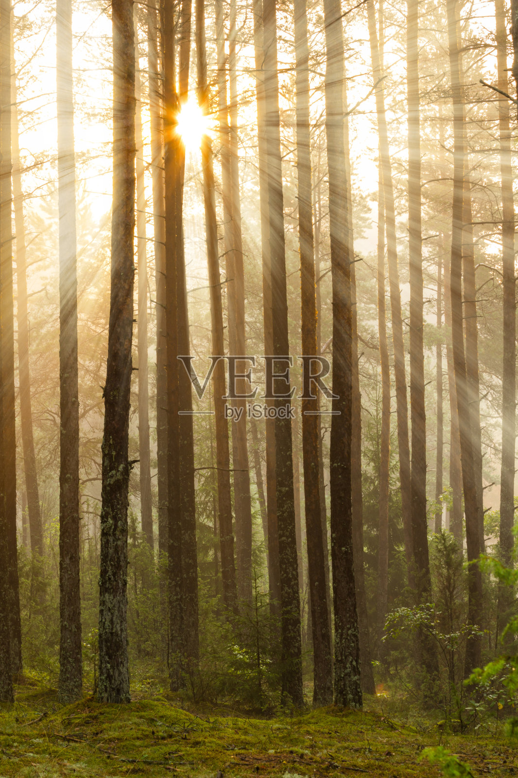 森林中的日出照片摄影图片