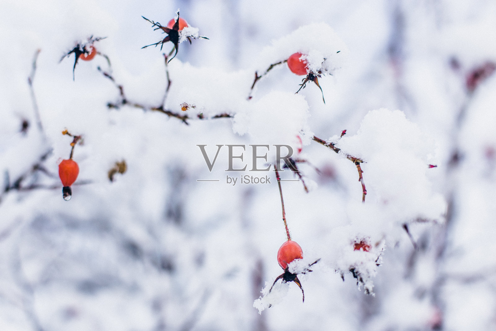 白雪覆盖的红浆果照片摄影图片