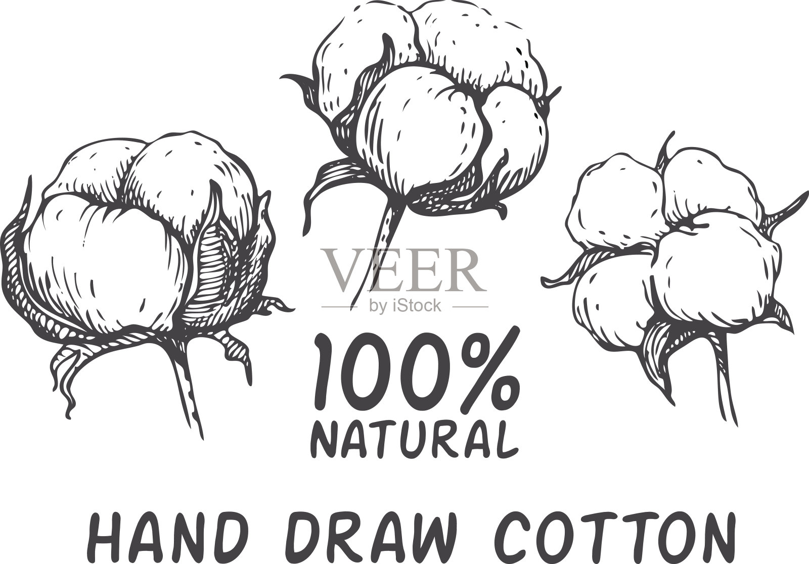 矢量套手绘墨棉植物。插画图片素材