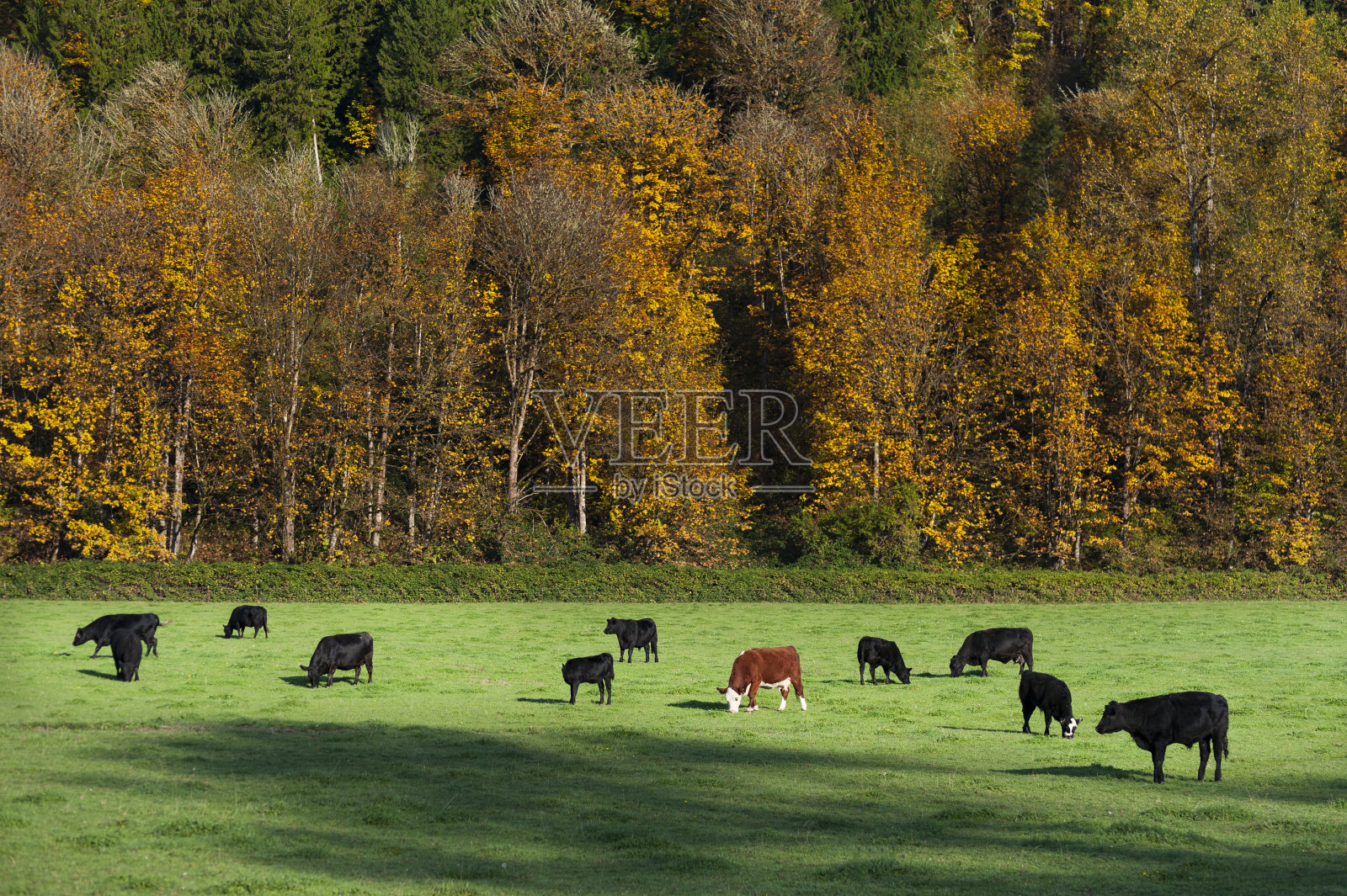 奶牛在秋天的牧场上吃草。照片摄影图片