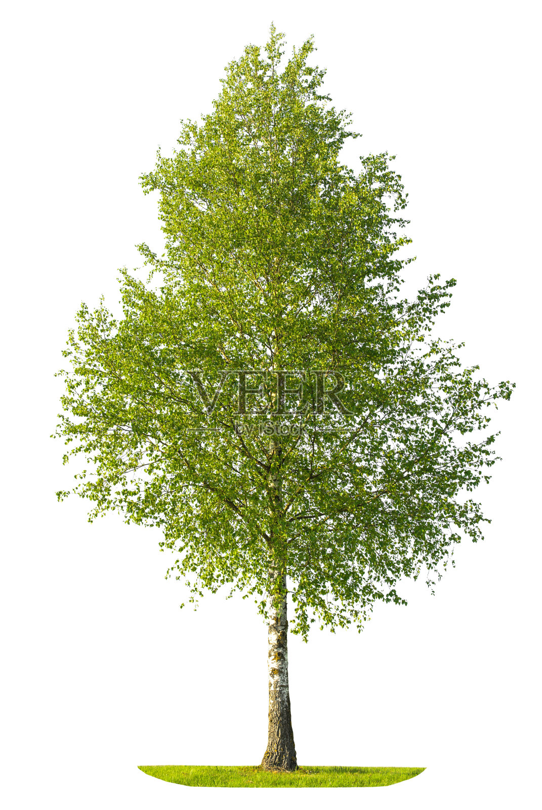 绿色的春桦树孤立在白色的背景照片摄影图片