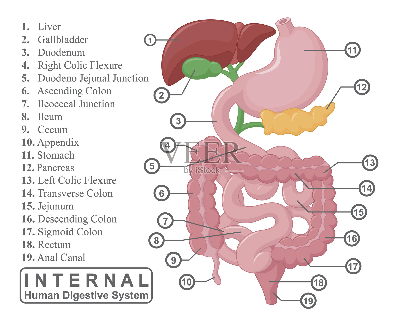 人体内部消化系统的一部分插画图片素材