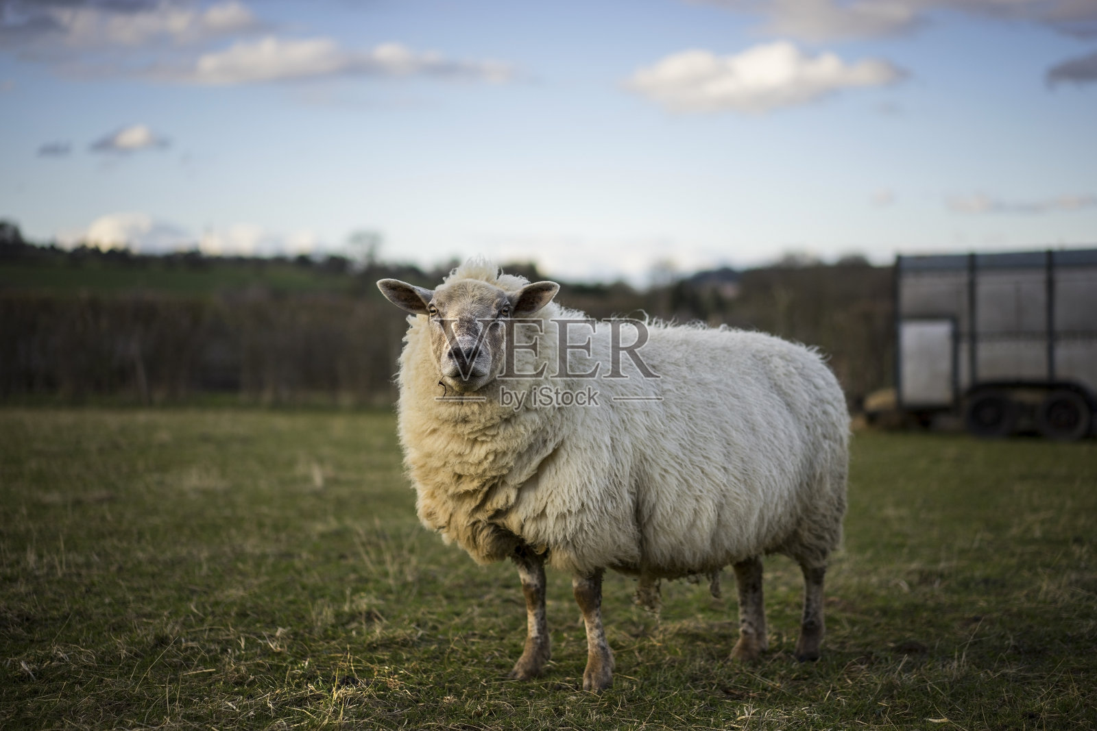怀孕的科茨沃尔德丘陵羊照片摄影图片