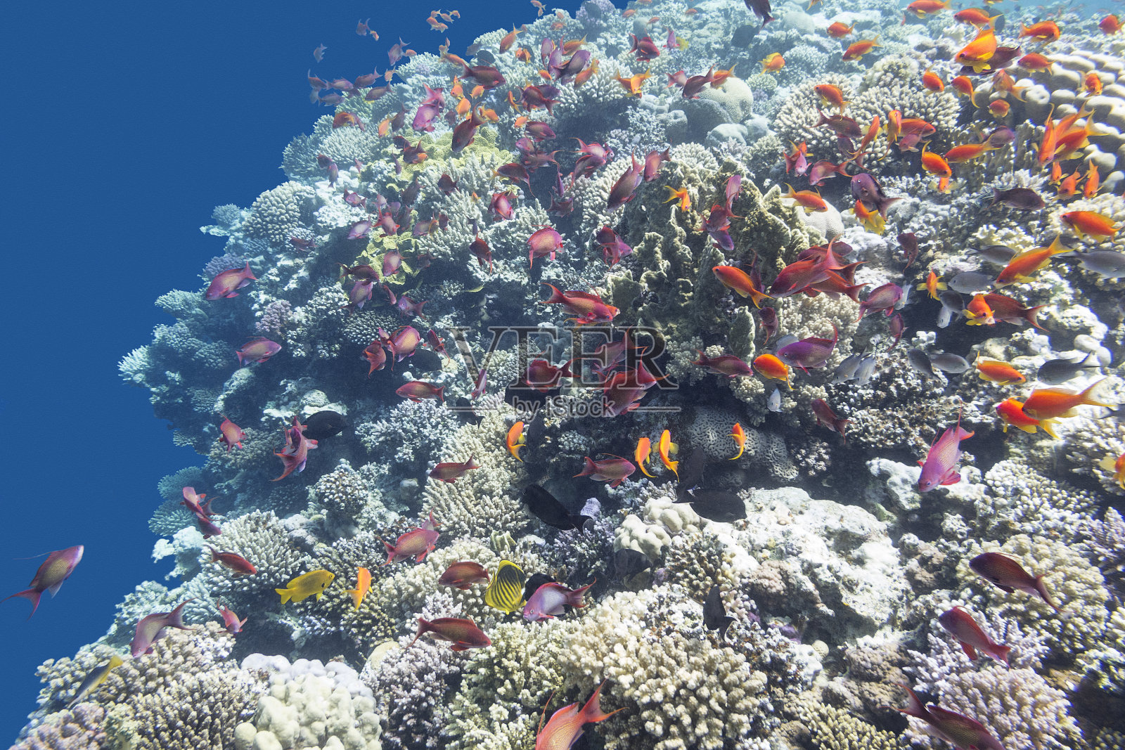 水下有鱼群的珊瑚礁照片摄影图片