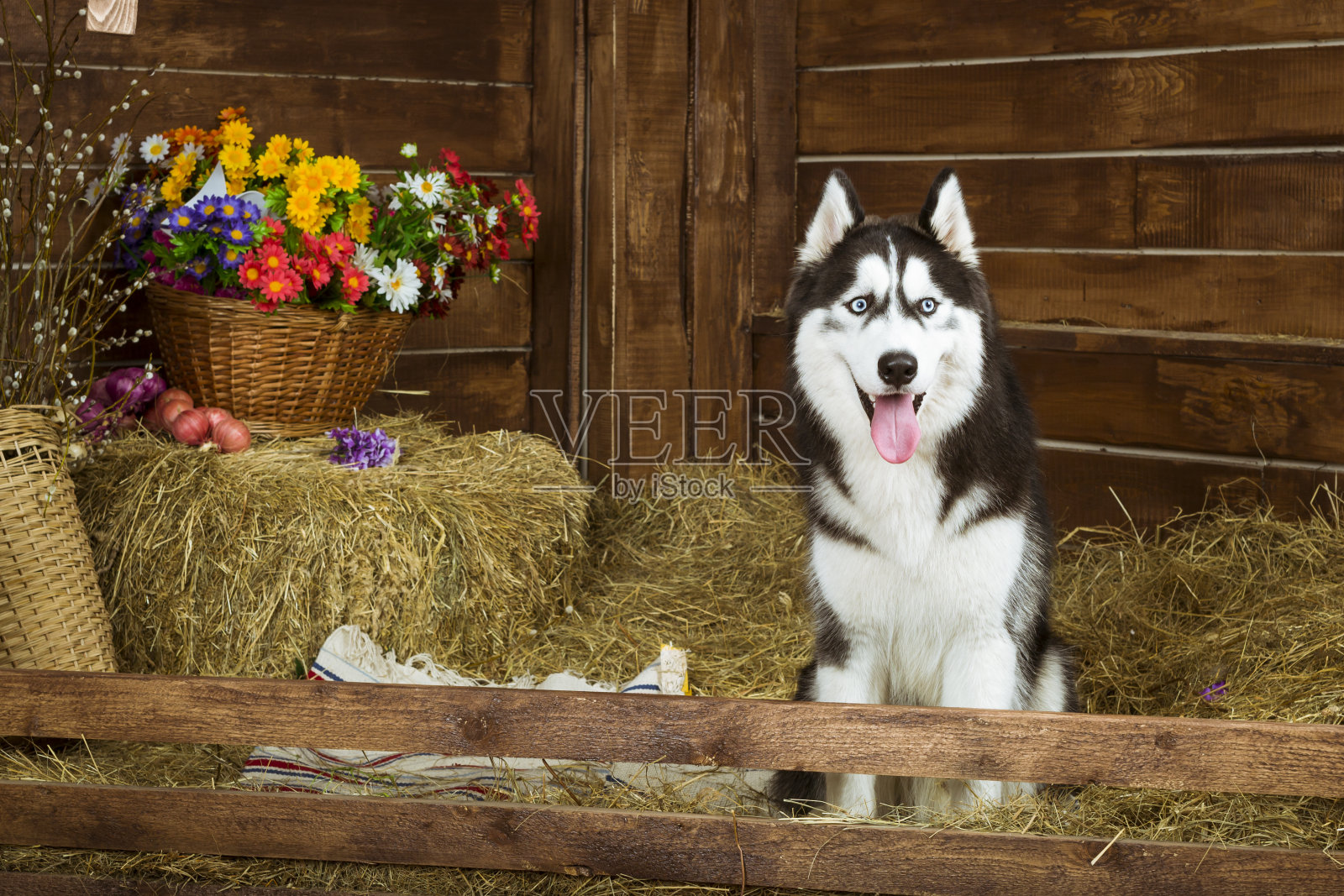 品种西伯利亚哈士奇小狗照片摄影图片