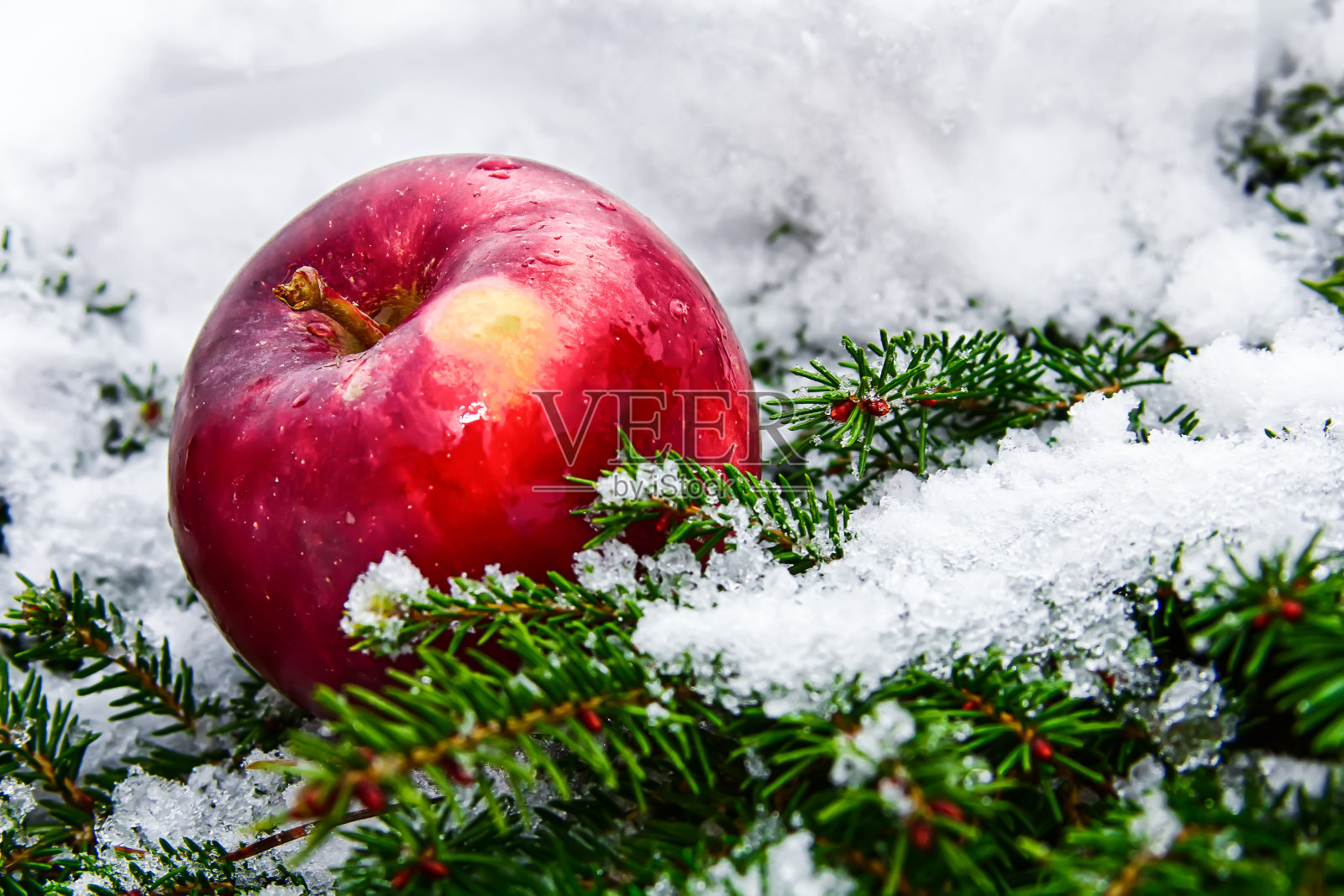 雪、松树和苹果照片摄影图片