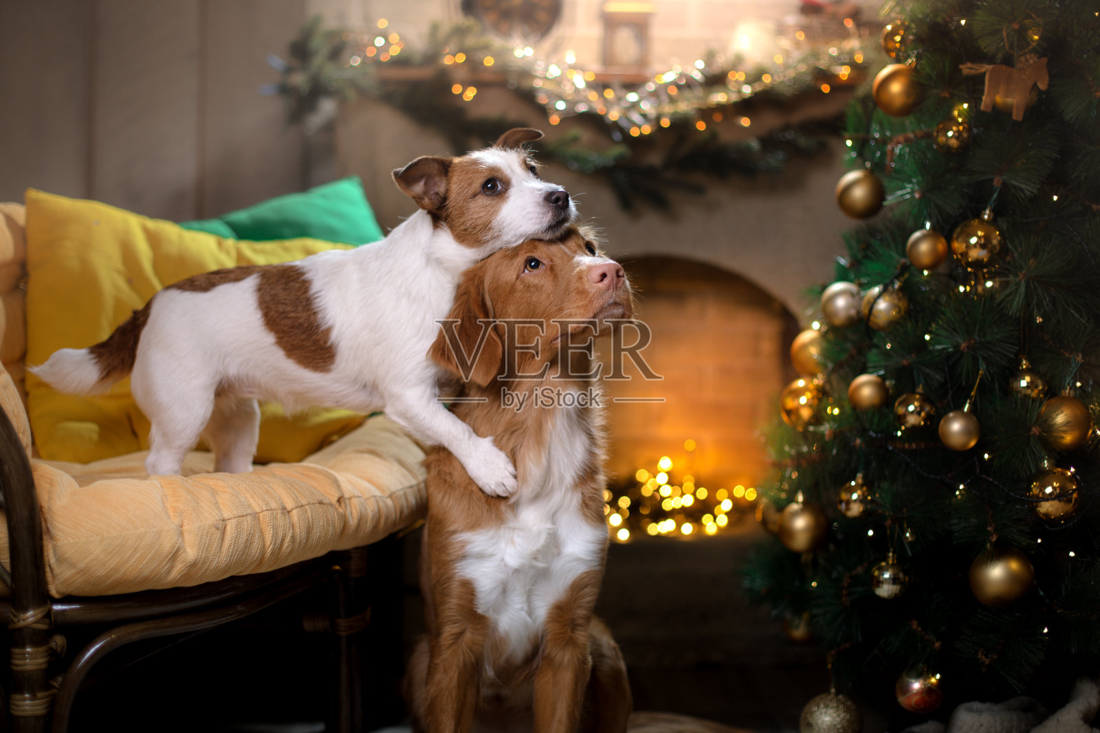 两只狗和一棵圣诞树照片摄影图片
