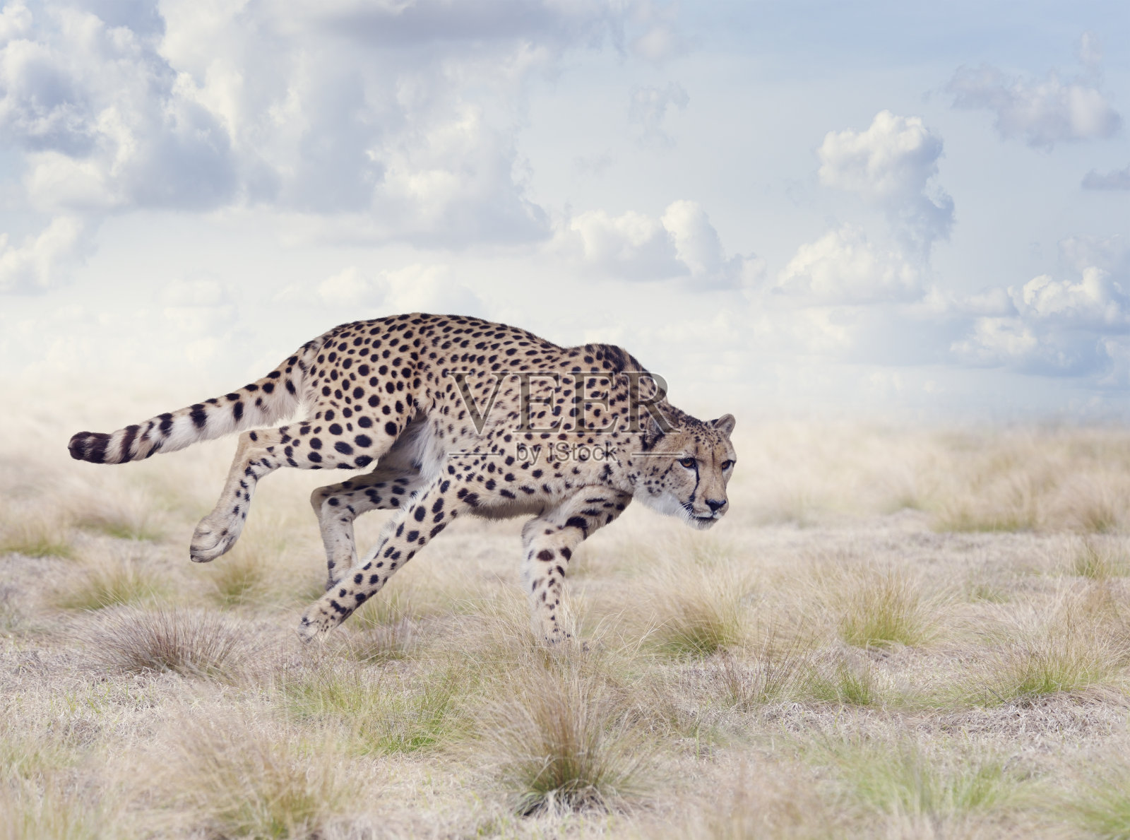 草原上奔跑的猎豹照片摄影图片