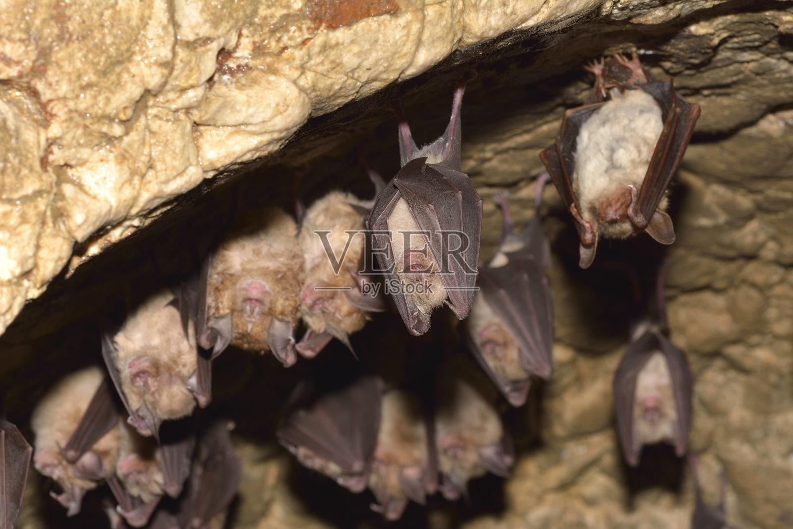 成群的蝙蝠在山洞里睡觉照片摄影图片