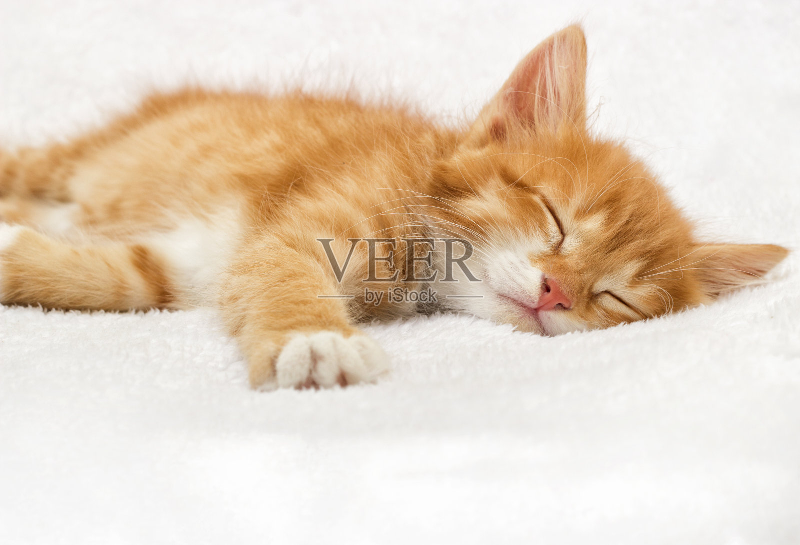 小黄猫睡在毛茸茸的毯子上照片摄影图片