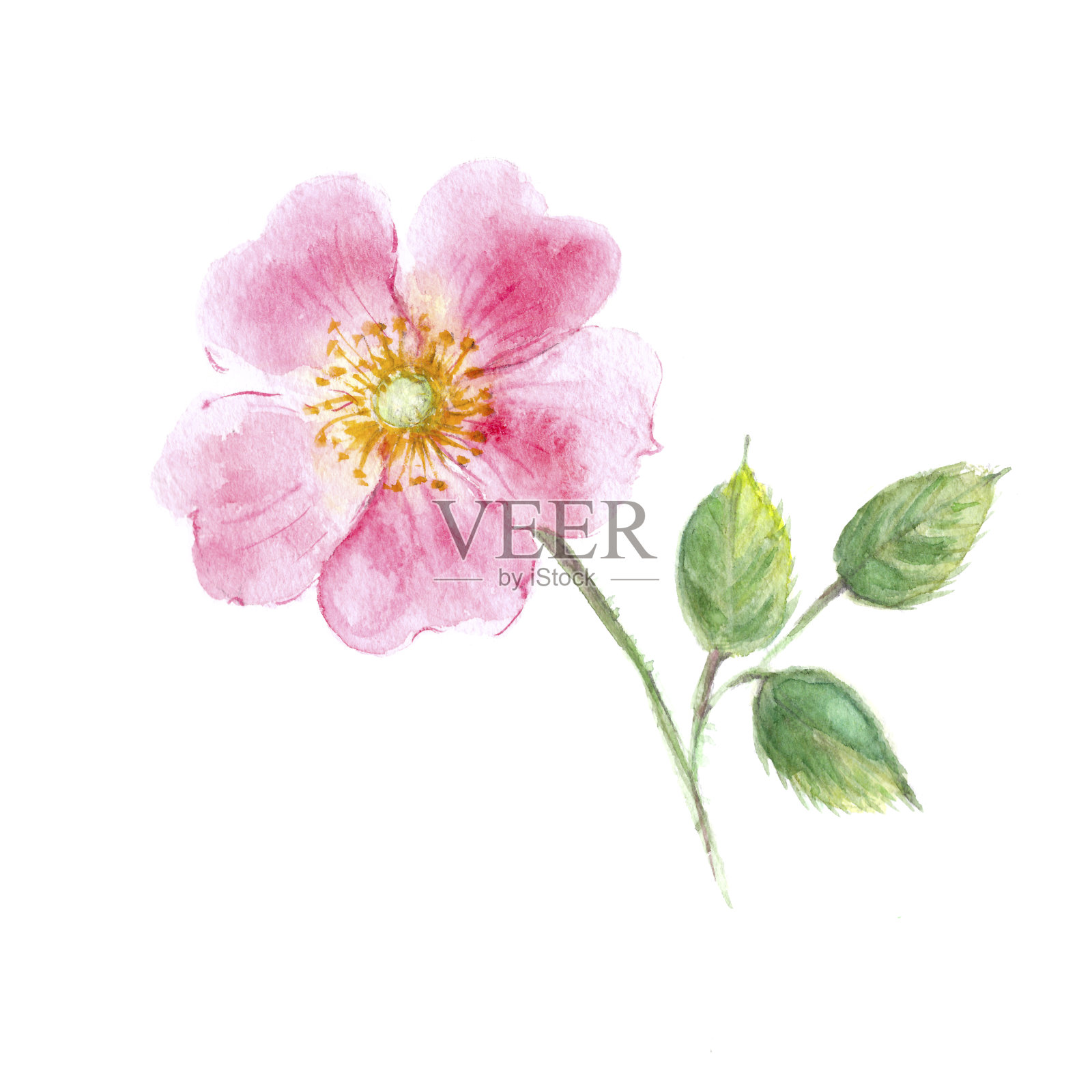 手绘水彩野生玫瑰花与叶插画图片素材