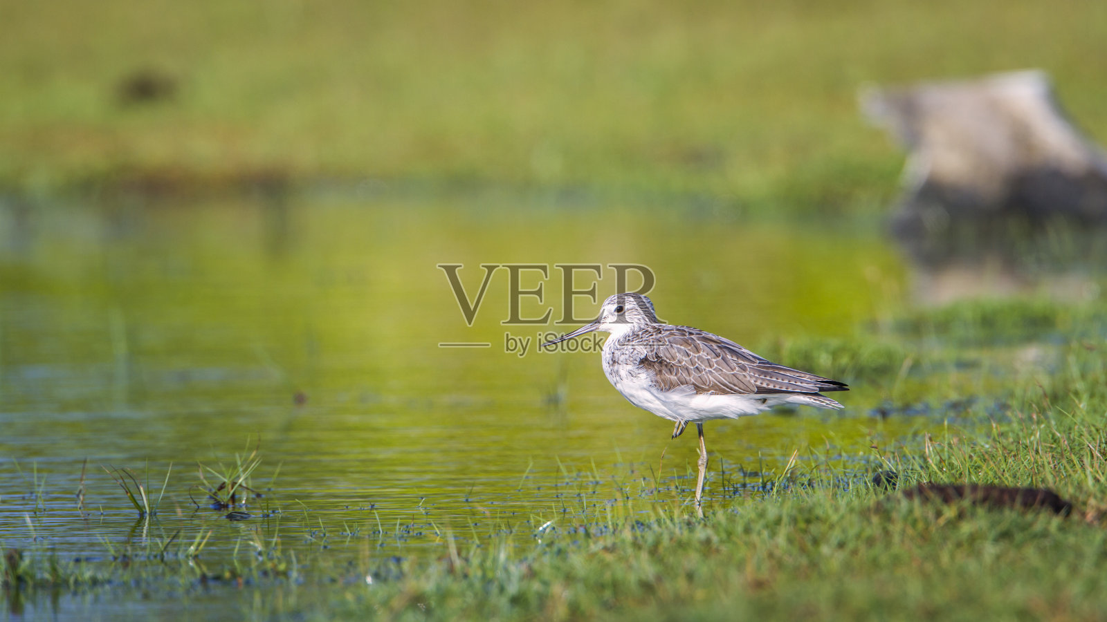 斯里兰卡卡尔皮提亚的沼泽鹬照片摄影图片