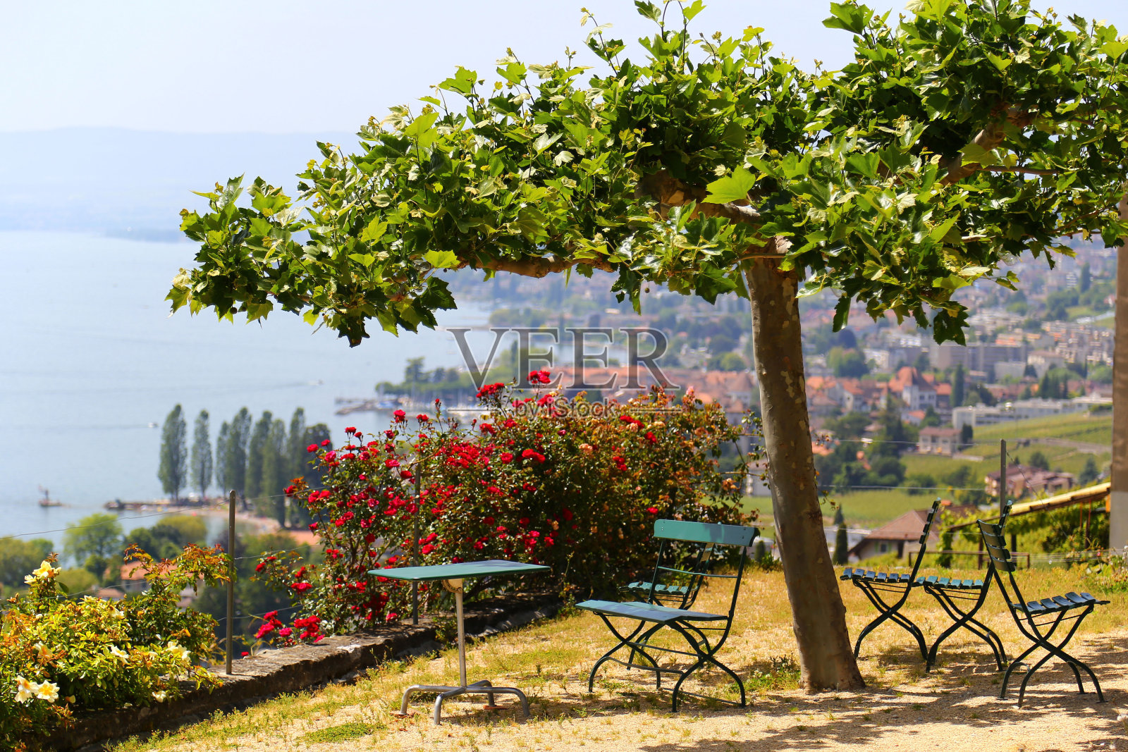 风景如画的露台，在日内瓦湖附近的葡萄园，瑞士照片摄影图片