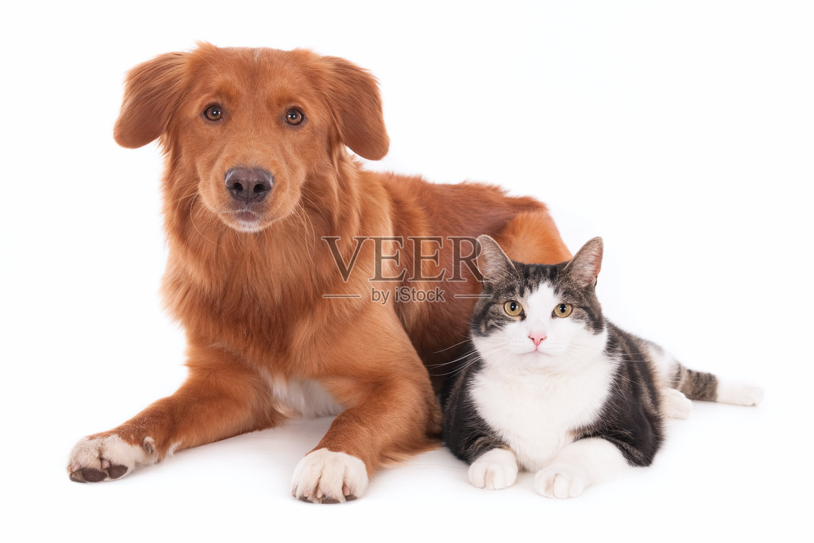猫和狗，肩并肩照片摄影图片